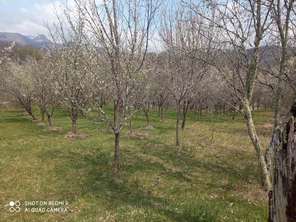 Prodaja-Kolasin-Manastir-Moraca-Djurdjevina-imanje-60000m2-k