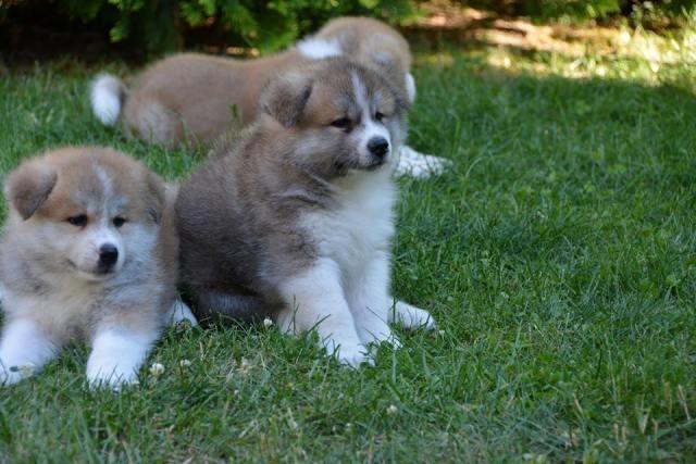 Akita-inu--stenci-