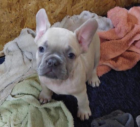 Exoticni francuski buldog