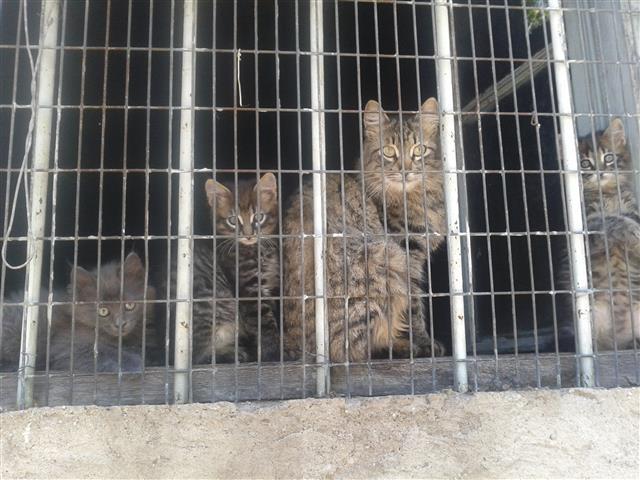 Maine coon i sibirka