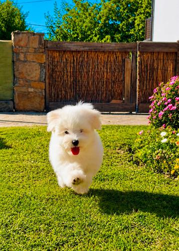 Coton de Tulear (Tulearski pas) stenci na prodaju