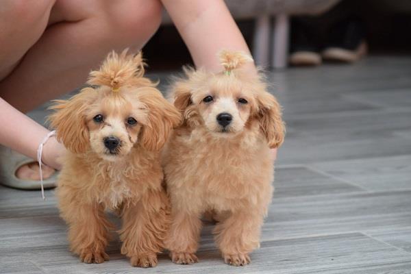 Maltipoo, mužijak i ženka 