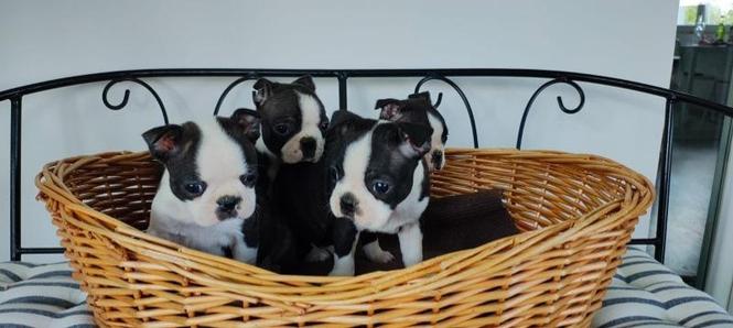 Boston terrier stenci
