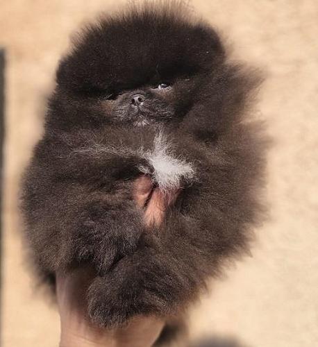 Pomeranski špic,Pomeranac,Pomeranian,Boo štenci