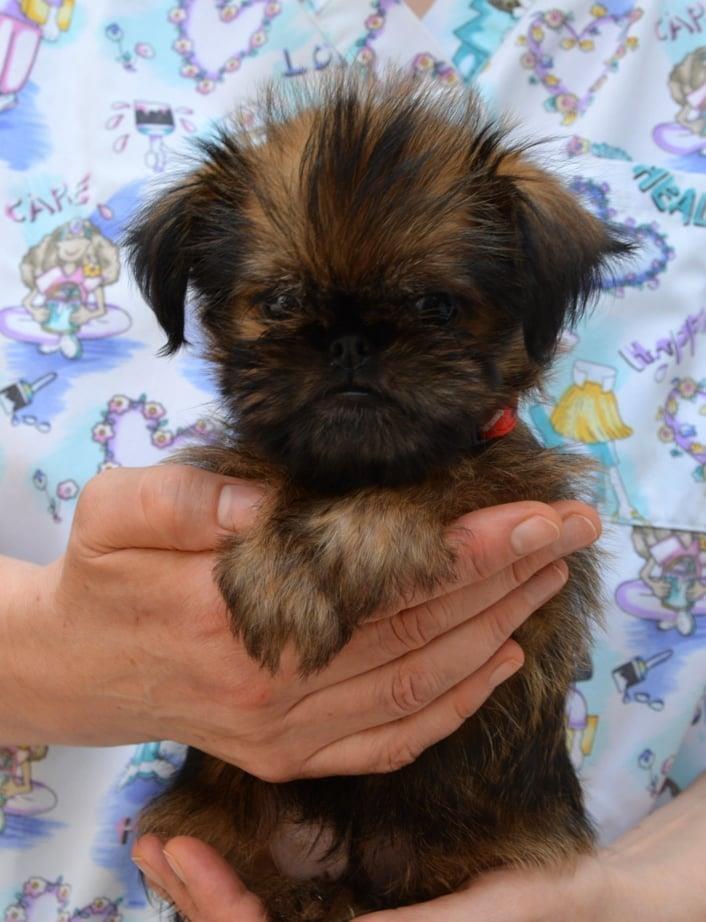 Brussels-griffon---Briselski-griffon--