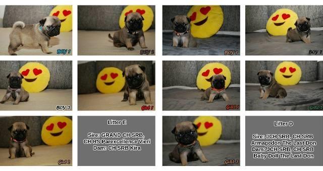 Mops stenci 