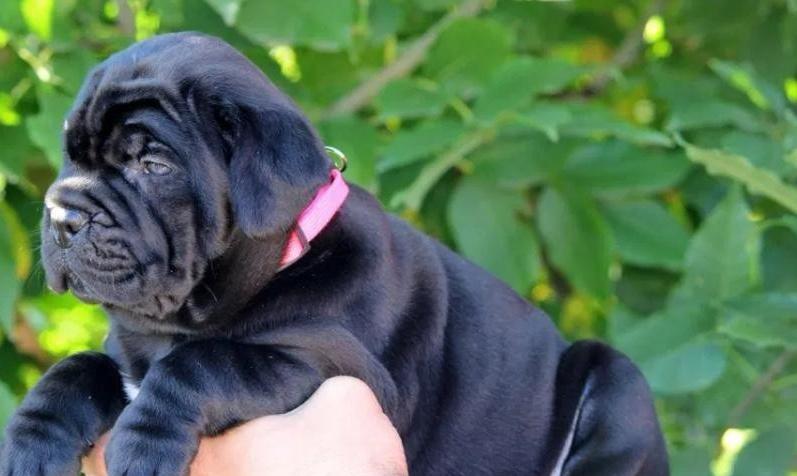 Cane-Corso-VRHUNSKI-štenci