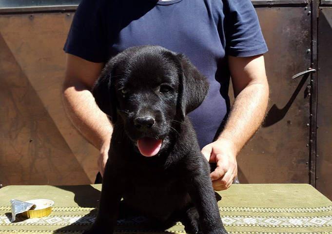 LABRADOR-RETRIVER-crni-stenci-od-odlicnih-roditelj