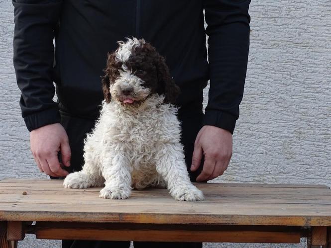 Lagotto romagnolo štenci 