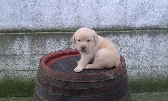  Labrador štenci 