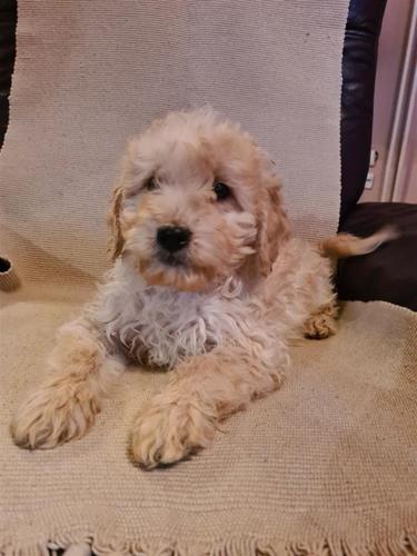 Goldendoodle štenci