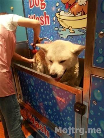 SAMOPOSLUŽNA-PRAONICA-ZA-KUĆNE-LJUBIMCE-DOG-WASH