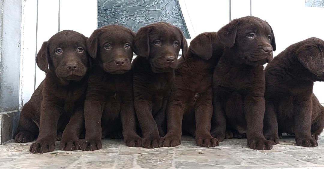 Čokoladni-štenci-labrador-retriver