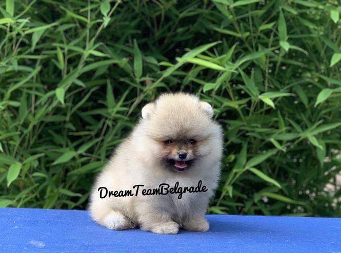 Pomeranac BOO