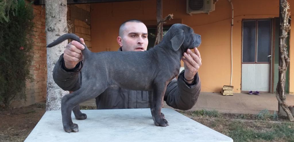 Cane-corso-prvobirano-muško-štene