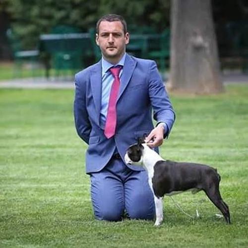 Boston Terijer slobodan za parenje