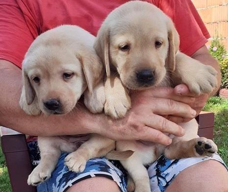 Labrador štenci