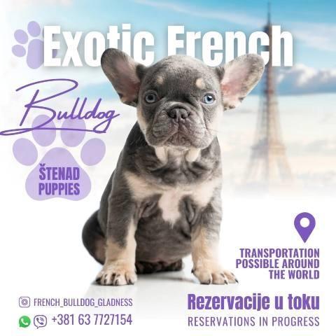 Francuski-buldog-egzotik-štenci