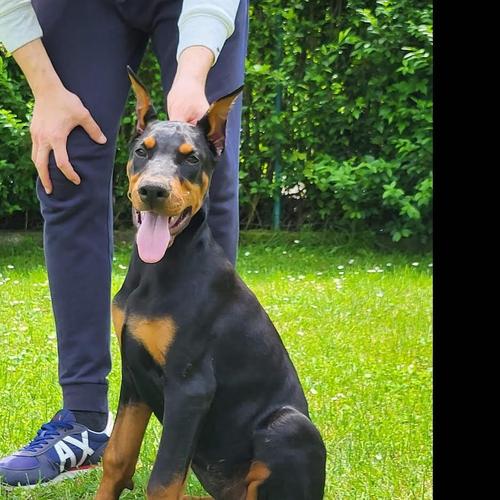Doberman stenci