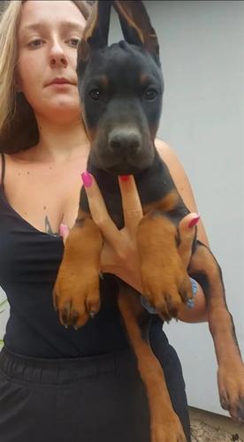 DOBERMAN vrhunski štenci