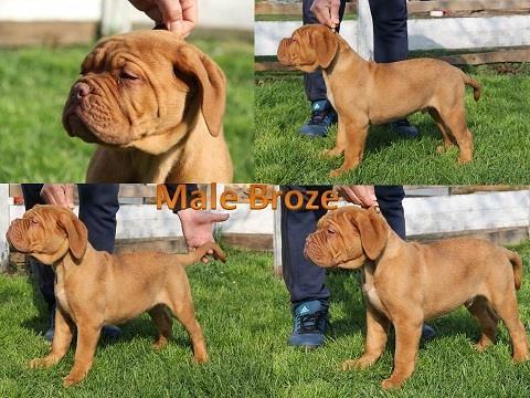 Bordoška-doga--štenci