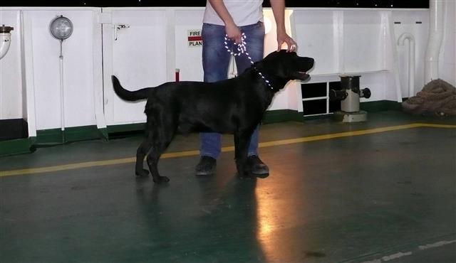 Labrador retriver slobodan za parenje