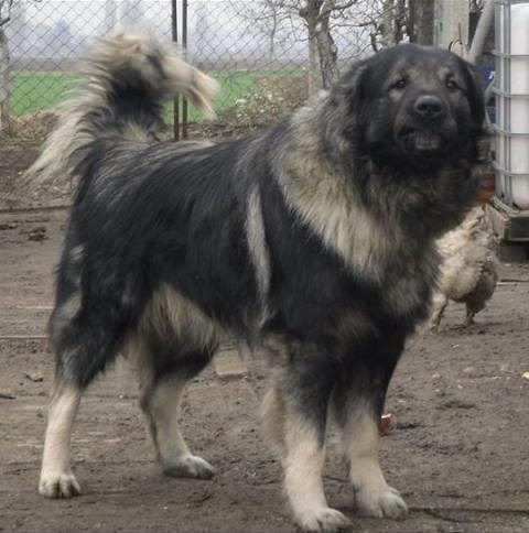 Šarplaninac---štenci-i-odrasli-psi