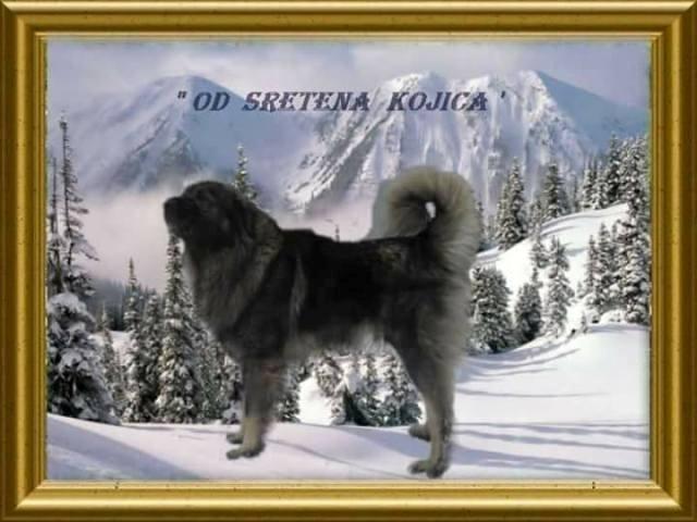 Šarplaninac--odrasli-psi-i-štenci