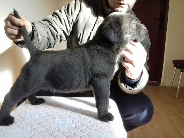 CANE CORSO sivi i crni štenci šampionskog porekla