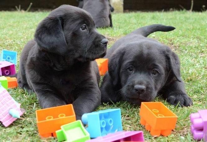   Labrador retriver stenci izlozbenog potencijala 