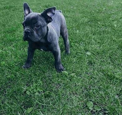 Francuski buldog plave boje