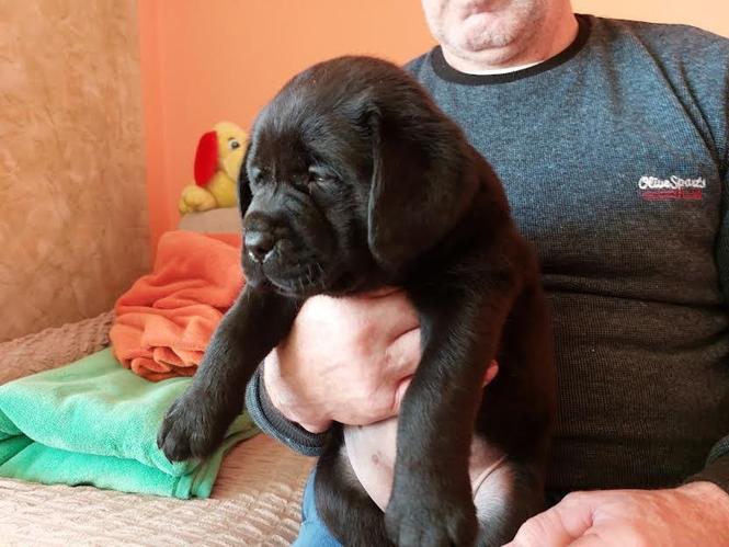 Labrador - vrhunski štenci  