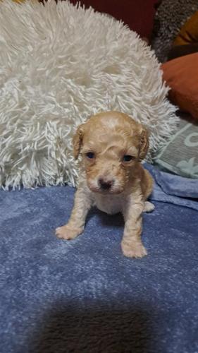 Toy Pudla