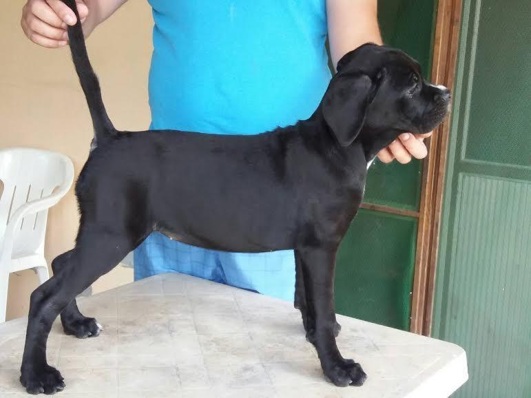 Cane-Corso---RASPRODAJA-