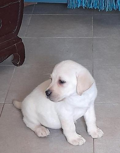 Labrador žensko štene 
