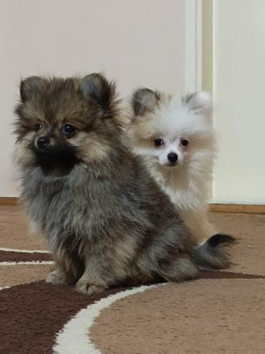 Patuljasti spic – Pomeranac 