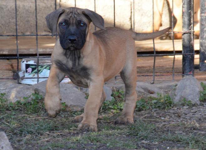 DOGO CANARIO - stenci izlozbenog kvaliteta