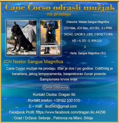 Cane Corso