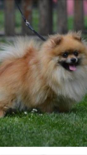 Pomeranski spic, musko stene