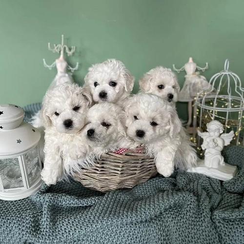 Štenci Bichon Frise 