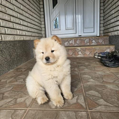 Čau-čau--Chow-chow--mužjaci