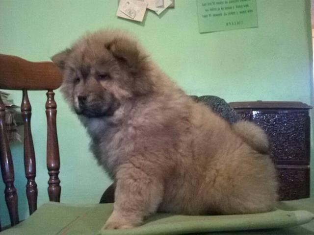 Cau Cau (Chow Chow), prelepa stenad