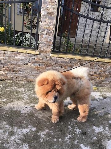 Chow chow(cau cau) 