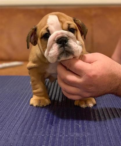 Engleski Buldog