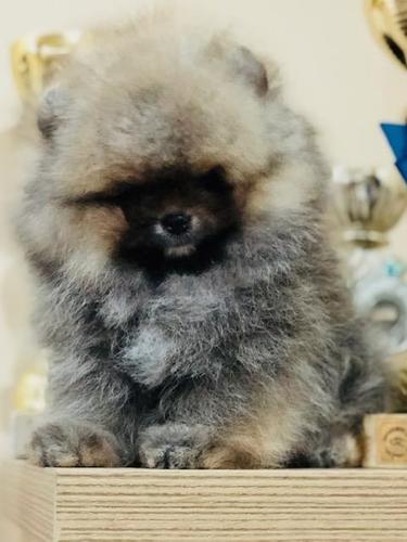 Pomeranac, Boo štenci