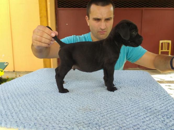 Cane corso stenci