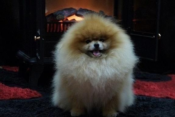 Pomeranski-špic-Pomeranac-Pomeranian-Boo-štenci