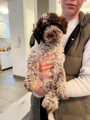 Lagotto romagnolo stenci