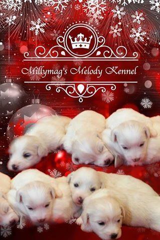 Coton de Tulear stenci