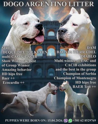 Legle dogo argentino štenaca
